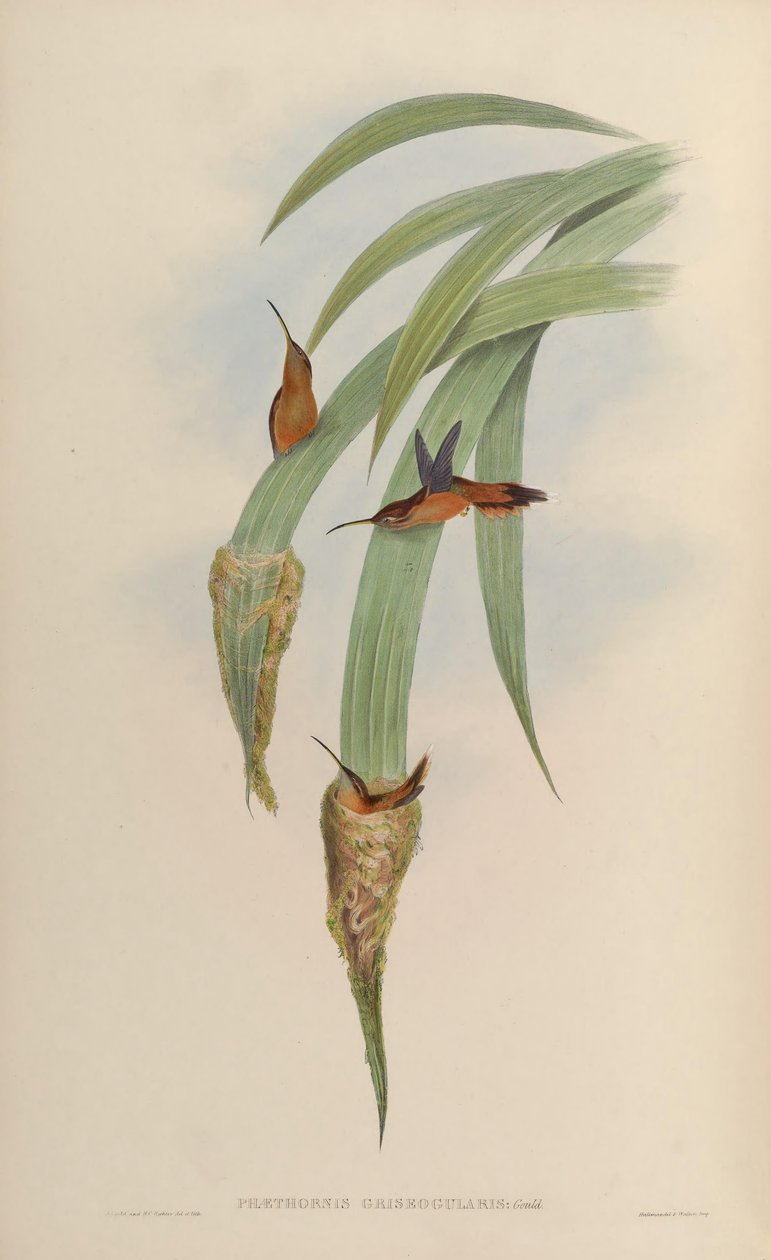 Phaethornis griseogularis af John Gould