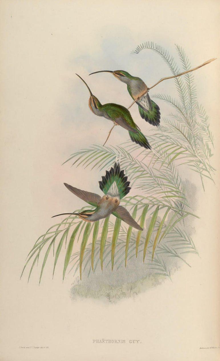 Phaethornis fyr af John Gould
