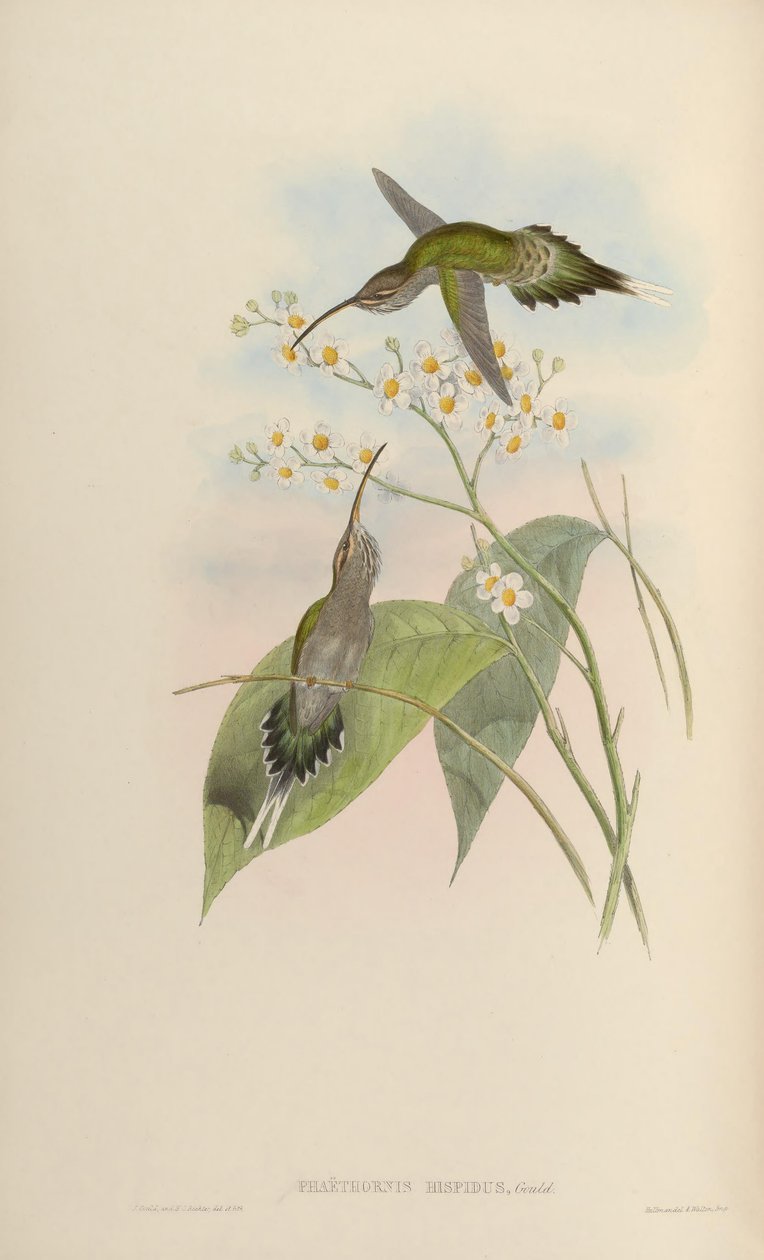 Phaethornis hispidus af John Gould