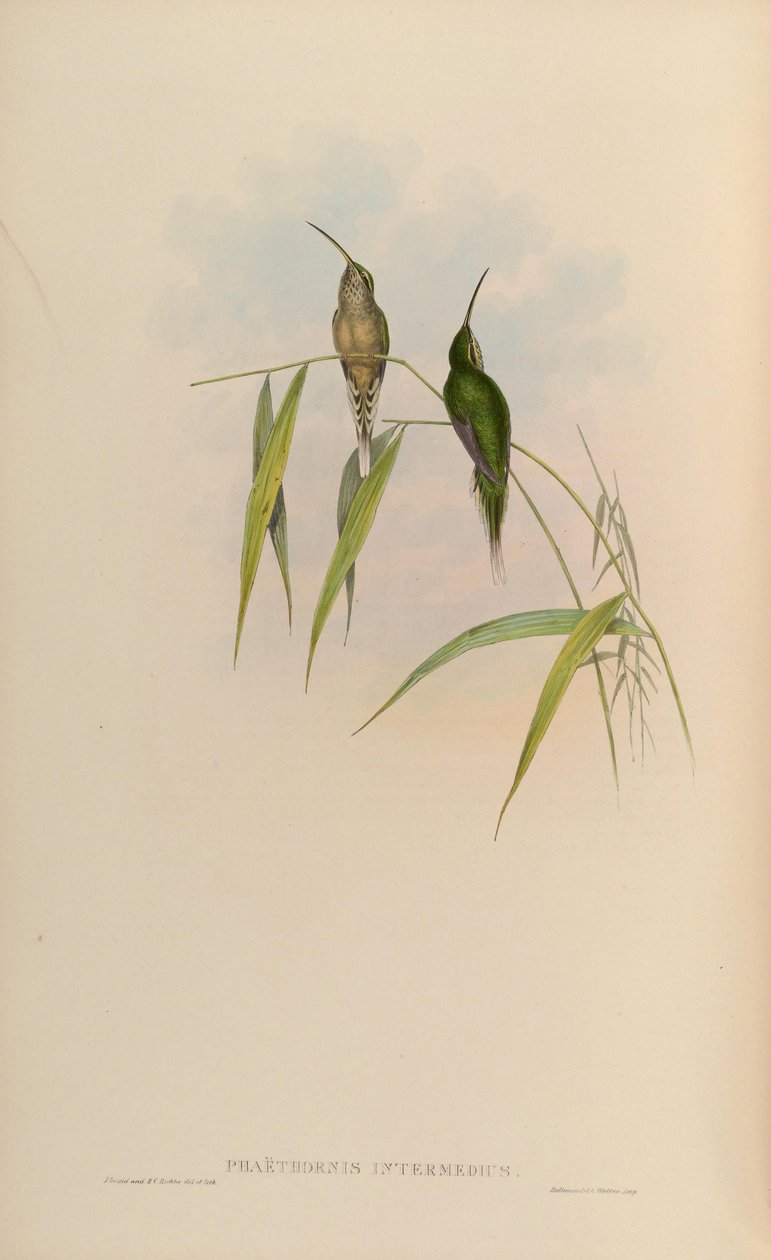 Phaethornis intermedius = Phaethornis squalidus af John Gould