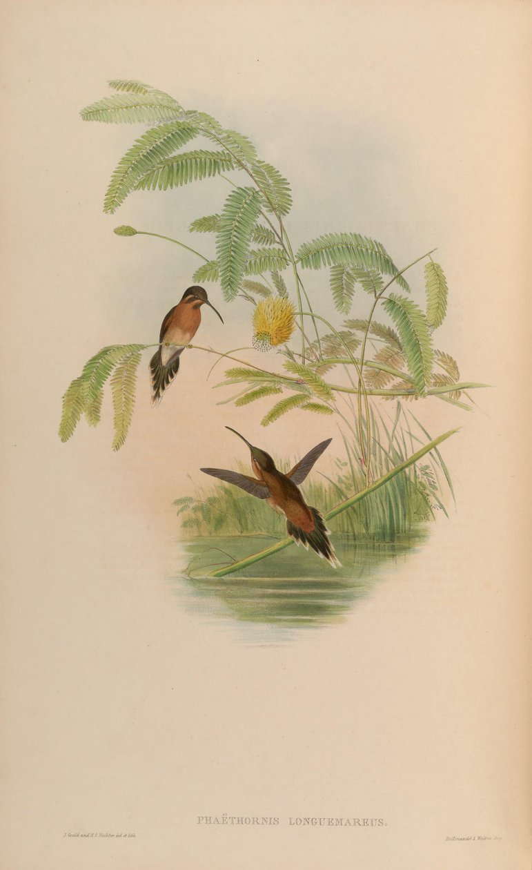 Phaethornis longuemareus af John Gould