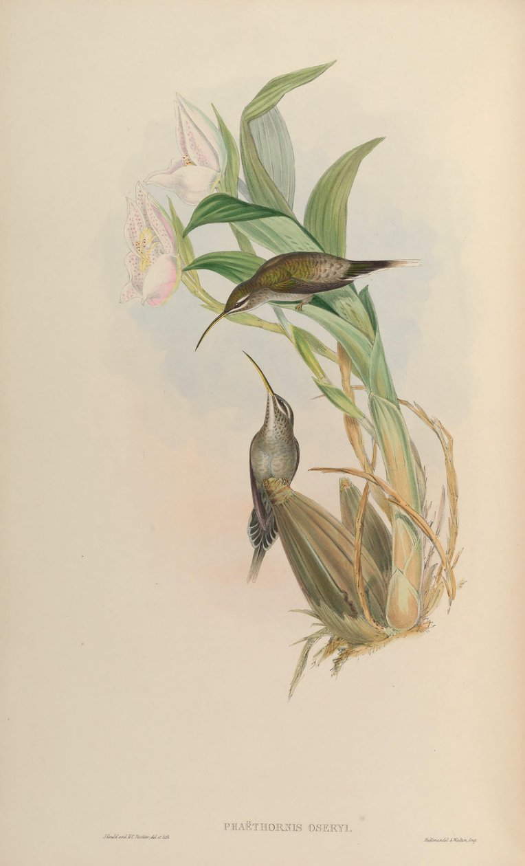 Phaethornis oseryi = Phaethornis hispidus af John Gould