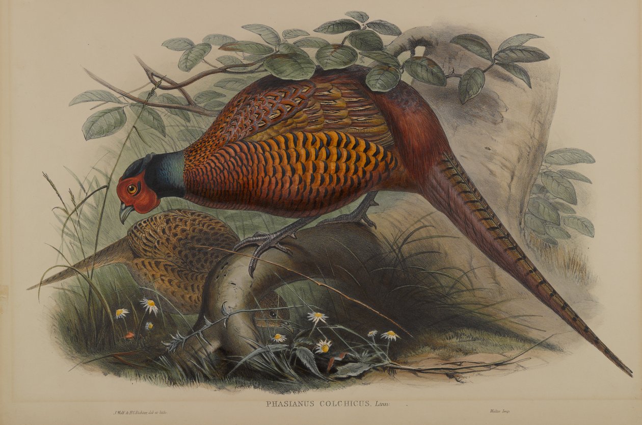 Phasianus Colchicus: Almindelig fasan af John Gould
