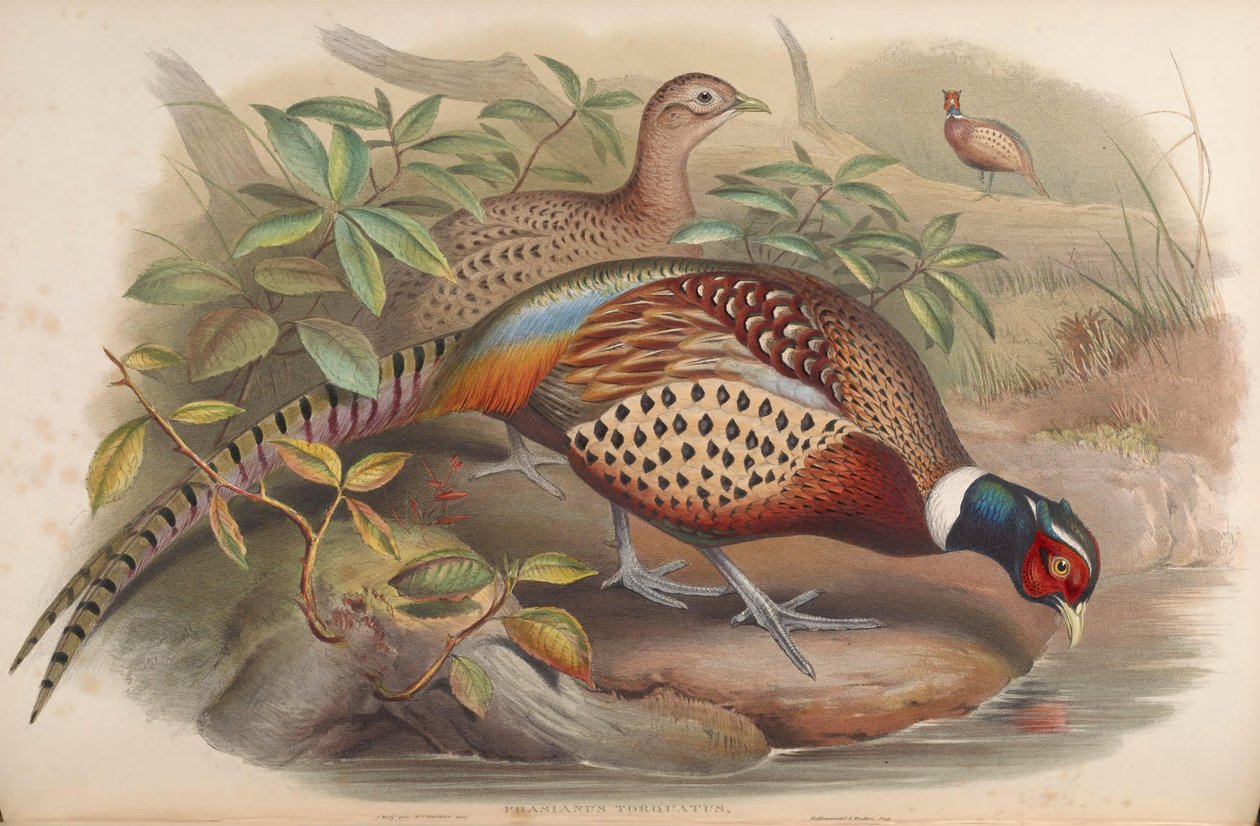 Phasianus torquatus = Phasianus colchicus af John Gould