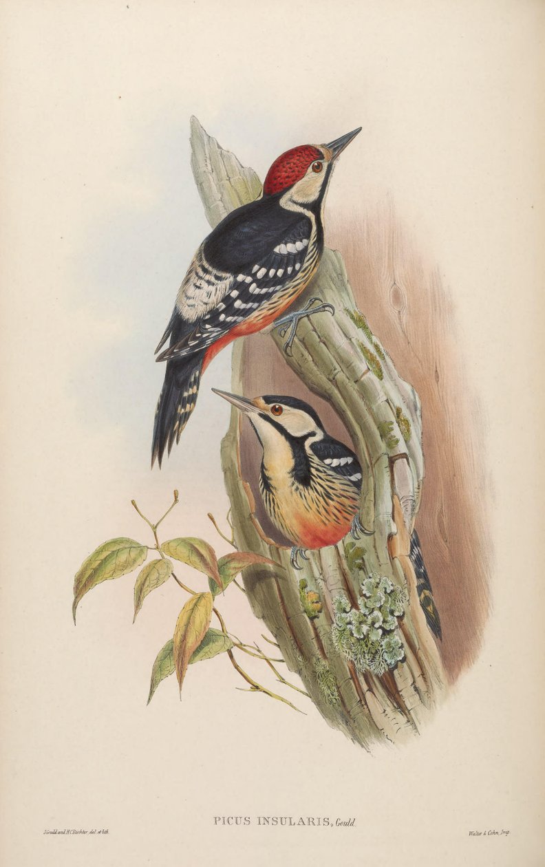 Picus insularis Gould, 1863 = Dendrocopos leucotos insularis. Taiwan af John Gould