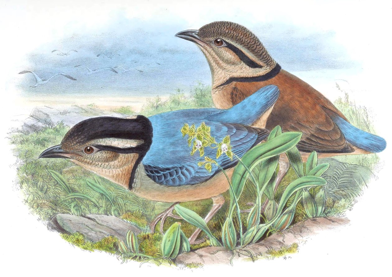 Pitta caerulea = Hydrornis caeruleus af John Gould