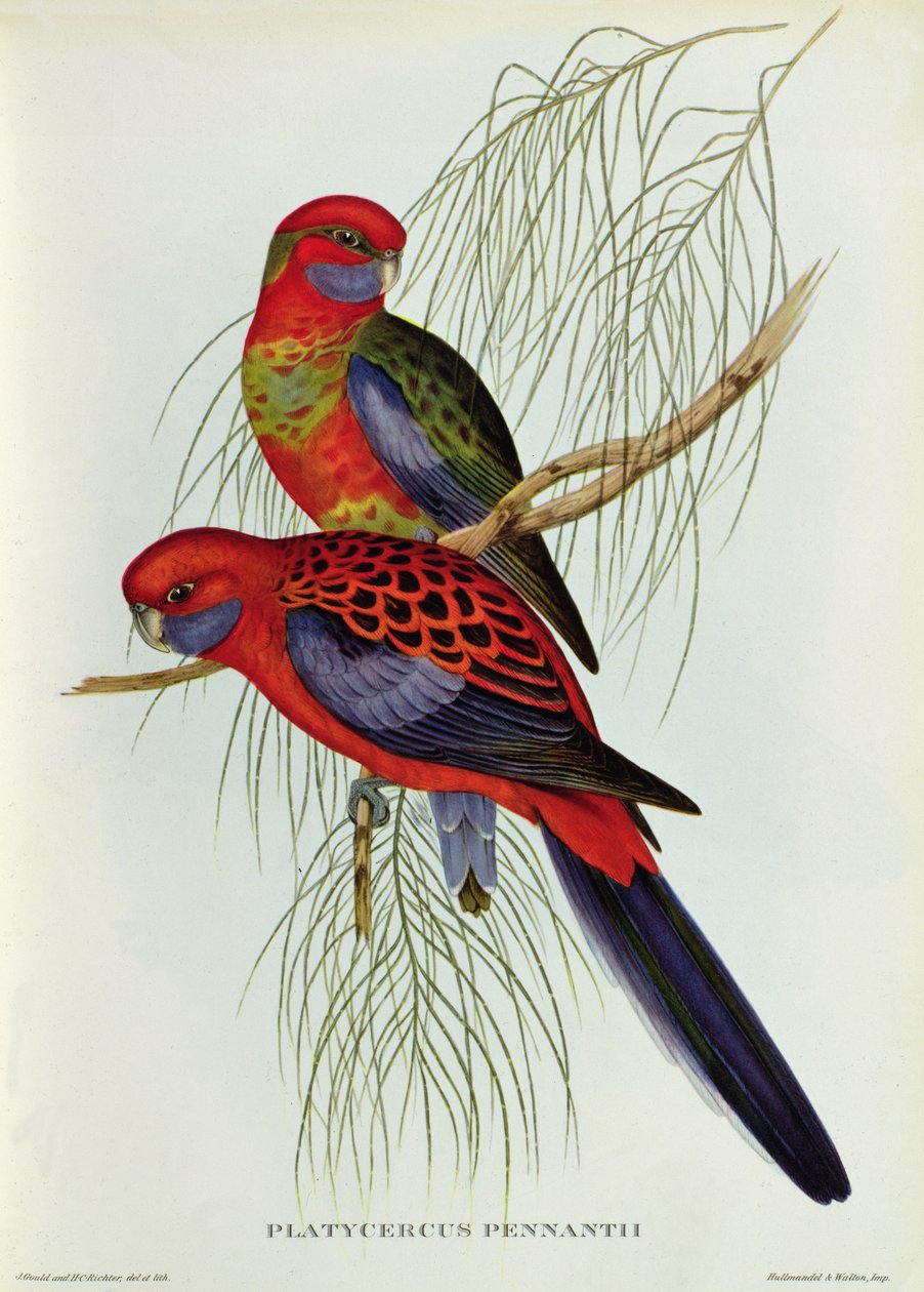 Platycercus Pennantii af John Gould