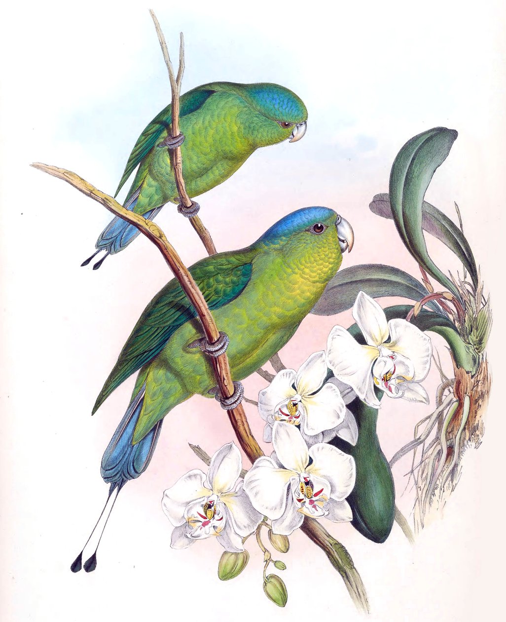 Prioniurus spatuliger = Prioniurus discurus af John Gould