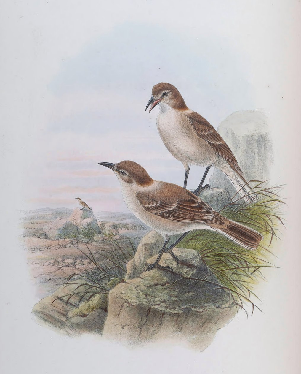 (syn. Parus lav) af John Gould