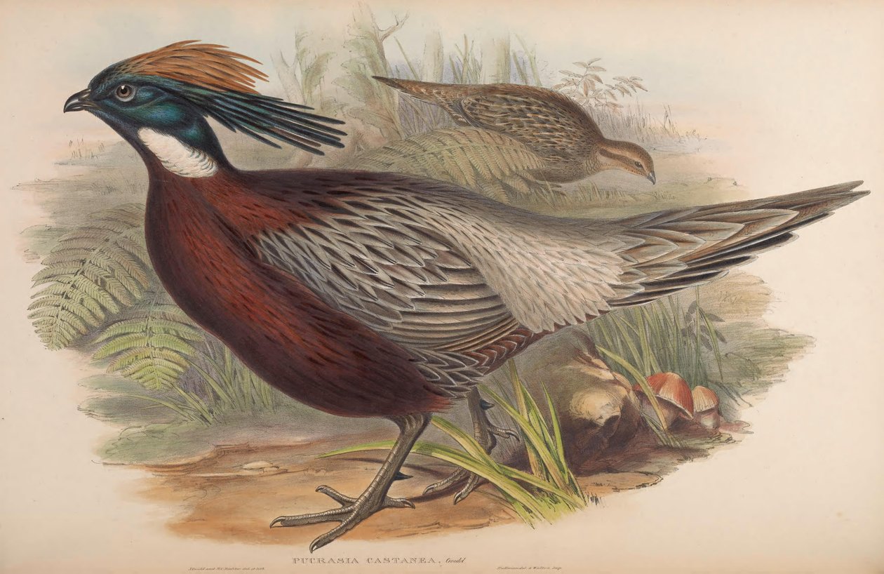 Pucrasia macrolopha af John Gould