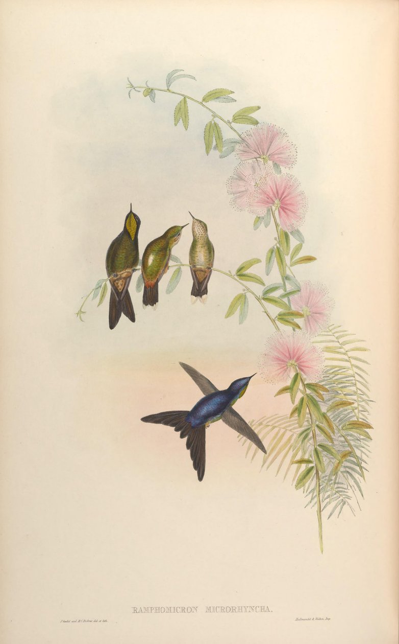 Ramphomicron microrhynchum af John Gould