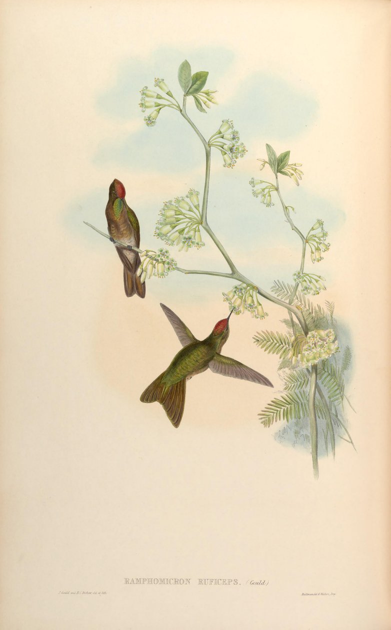 Ramphomicron ruficeps = Chalcostigma ruficeps af John Gould
