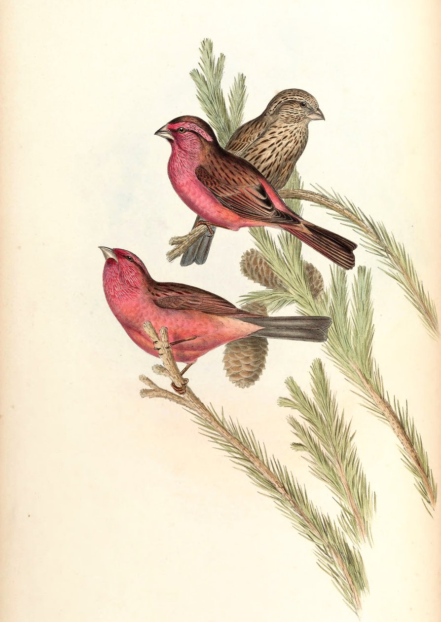 Rødmantet Rosefinch (Blyth