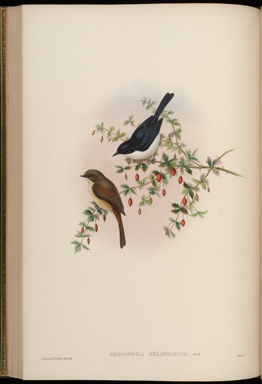 Rhodophila melanoleuca = Saxicola jerdoni ref af John Gould