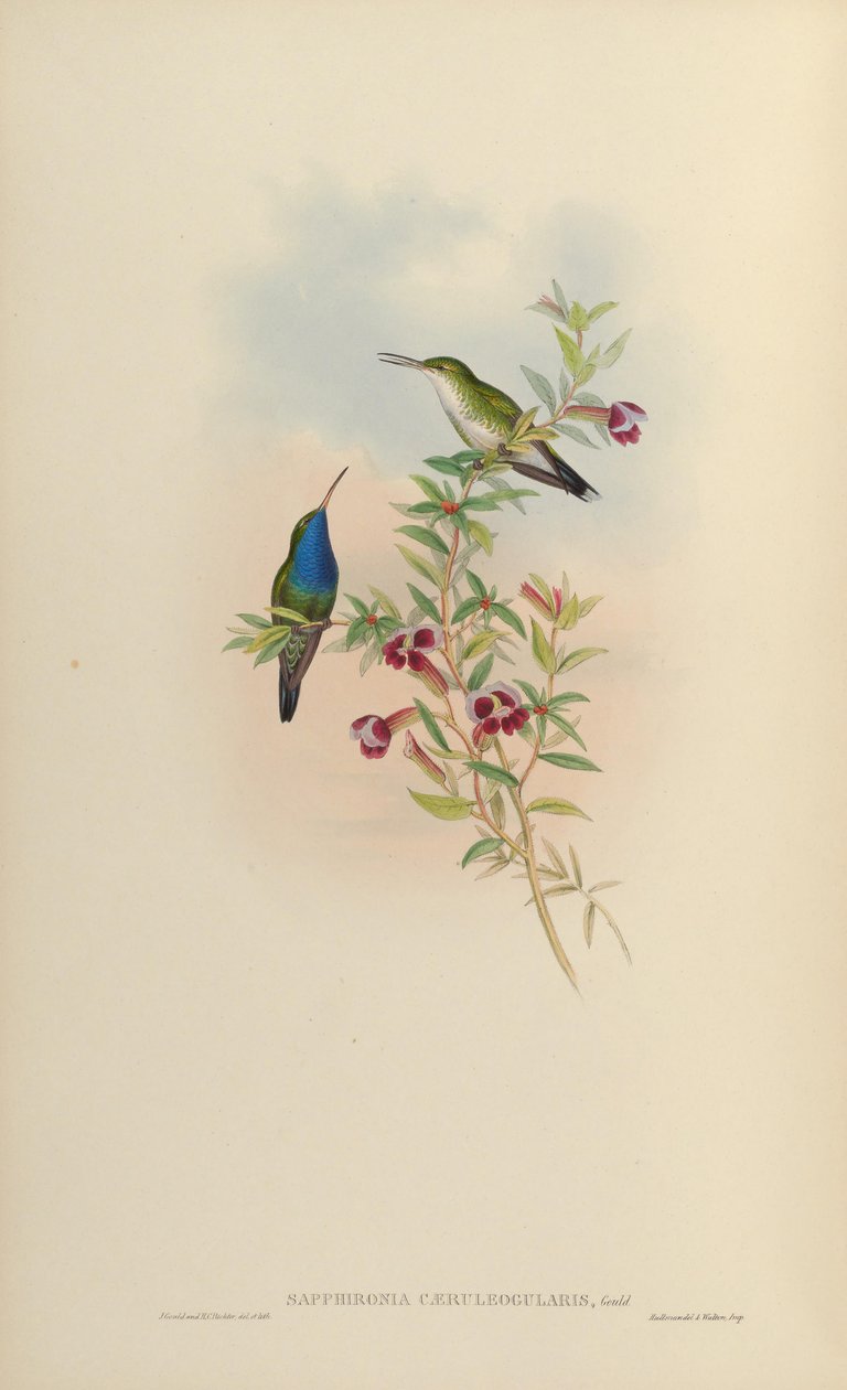 Sapphironia caeruleogularis = Lepidopyga caeruleogularis af John Gould