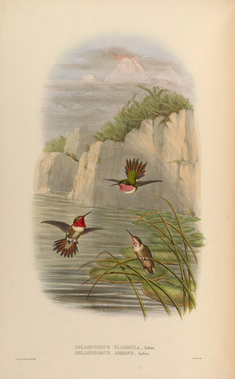 Selasphorus ardens Hann, Kvinde Selasphorus flammula Hann af John Gould