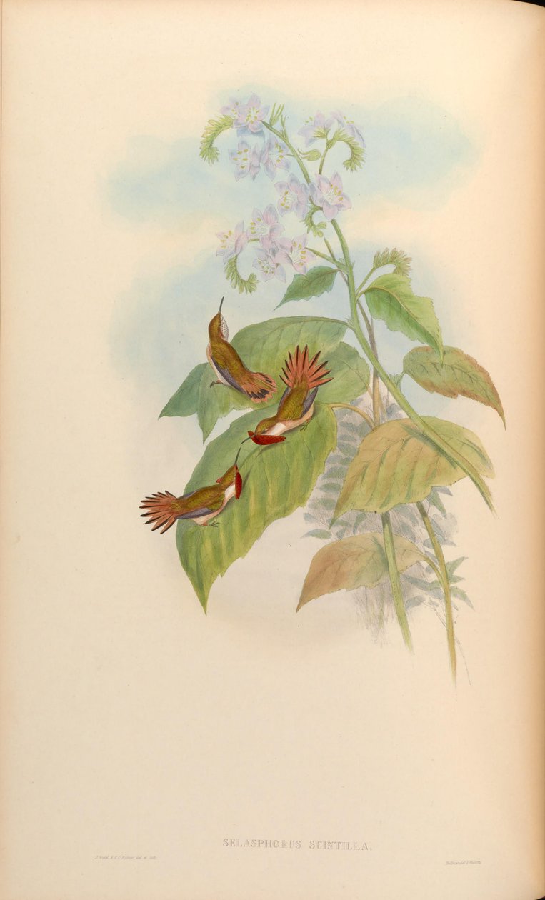 Selasphorus scintilla af John Gould