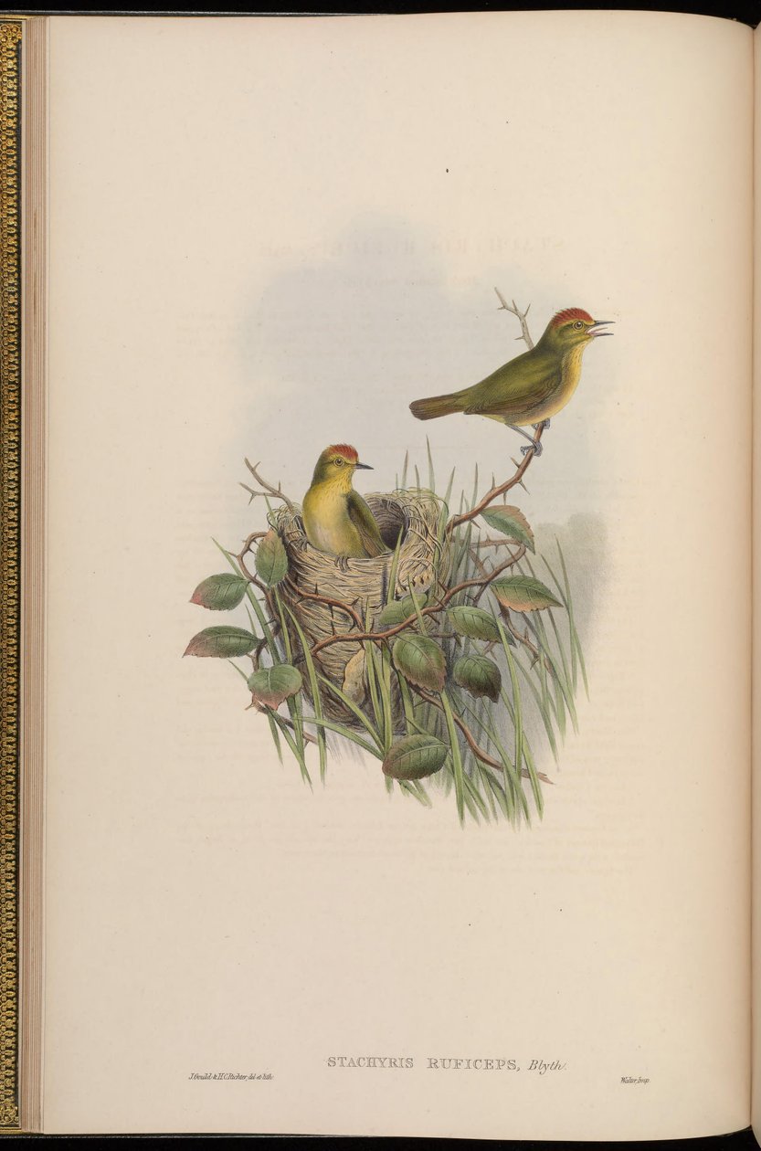 Stachyris ruficeps = Stachyridopsis ruficeps af John Gould