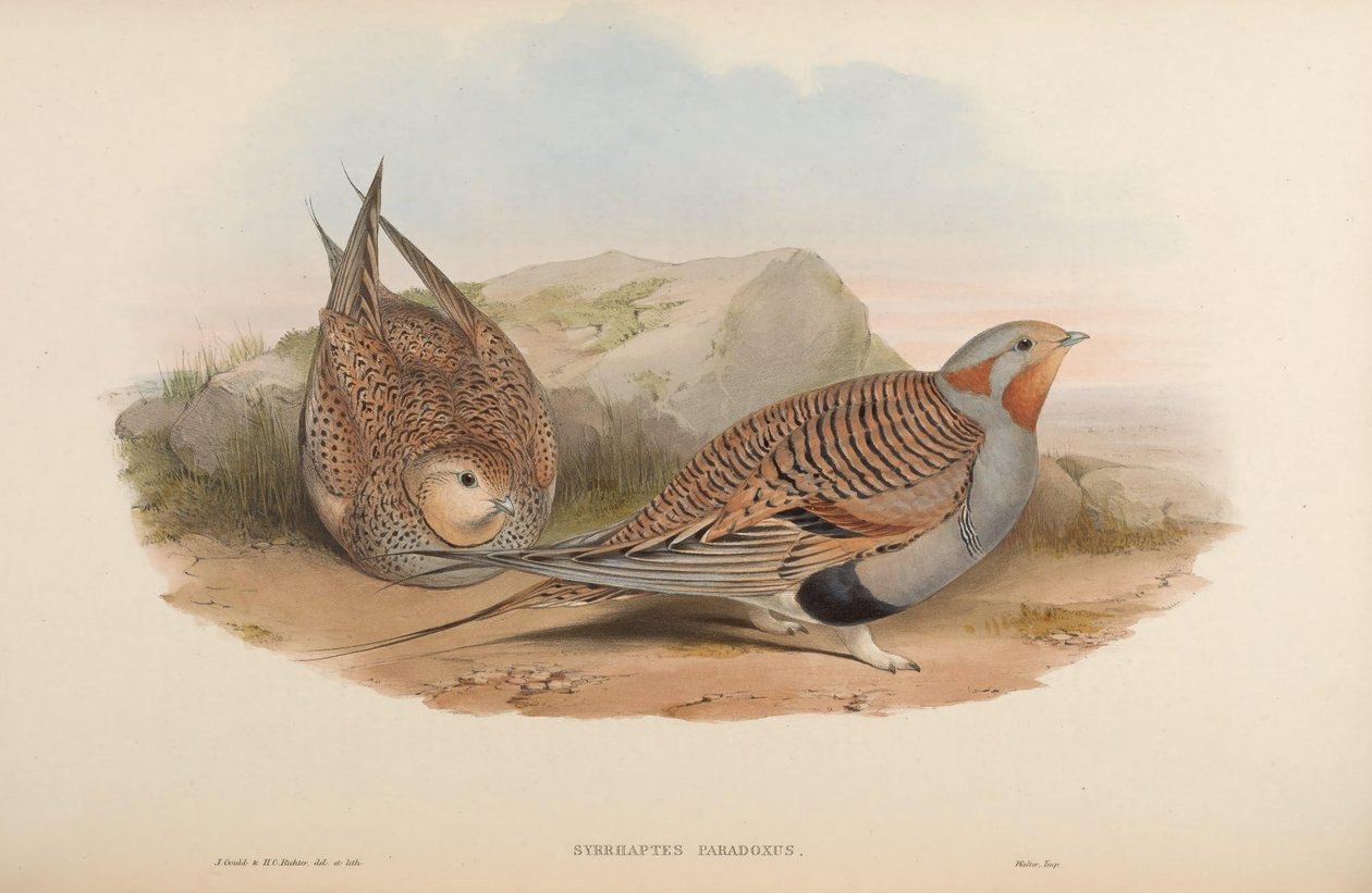Syrrhaptes paradoks af John Gould