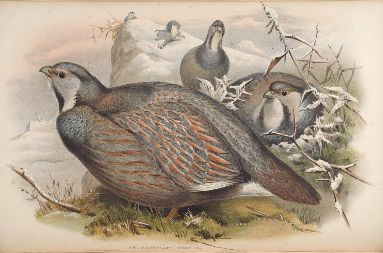 Tetraogallus caspius af John Gould