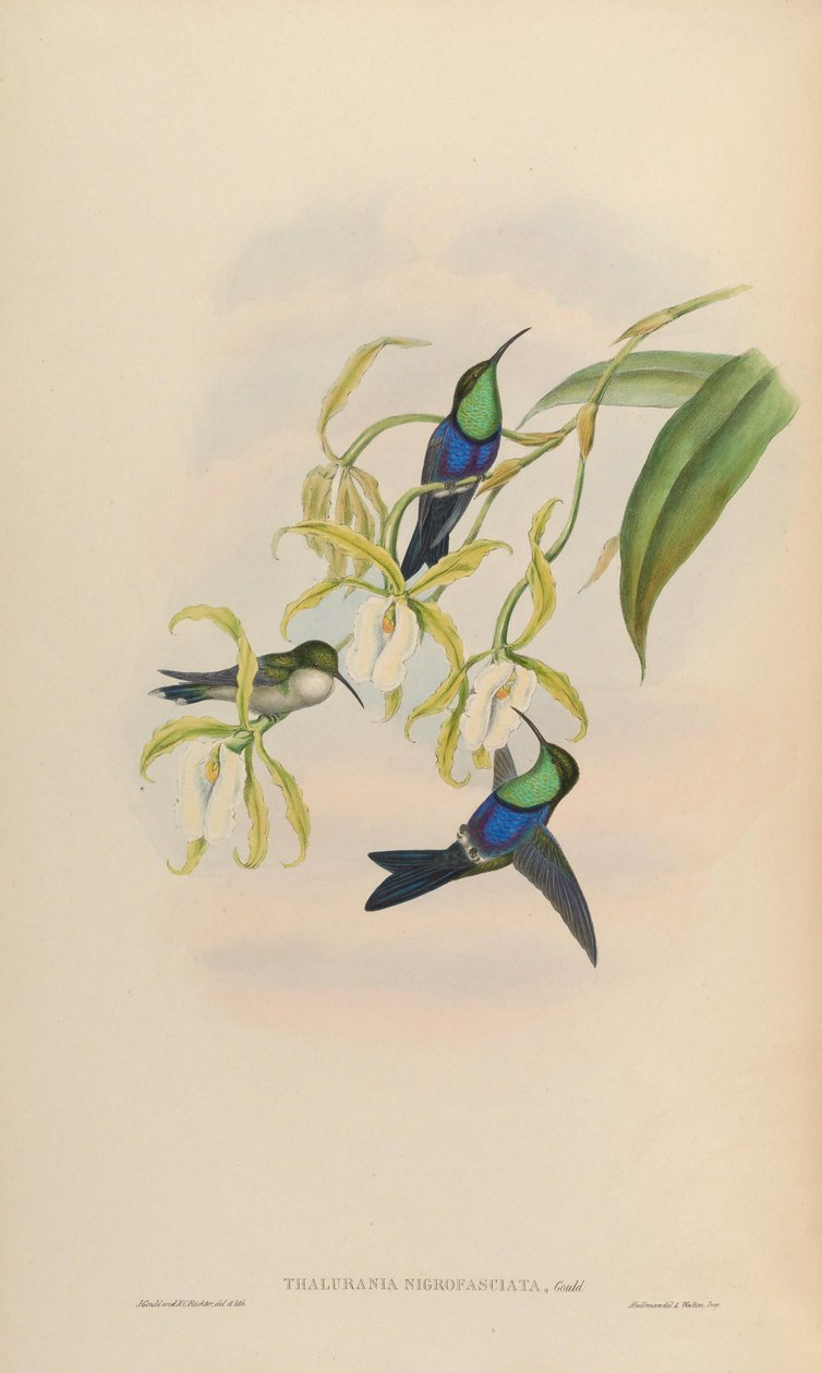 Thalurania nigrofasciata = Thalurania furcata nigrofasciata af John Gould