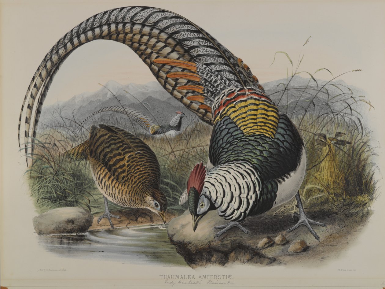 Thaumalea Amherstiae: Lady Amherts Fasan af John Gould