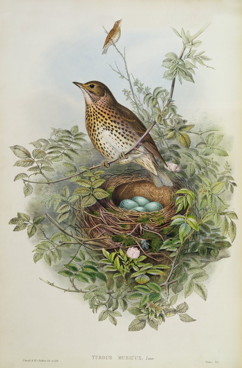 Trøske, 1873 (wc, blyant på papir) af John Gould