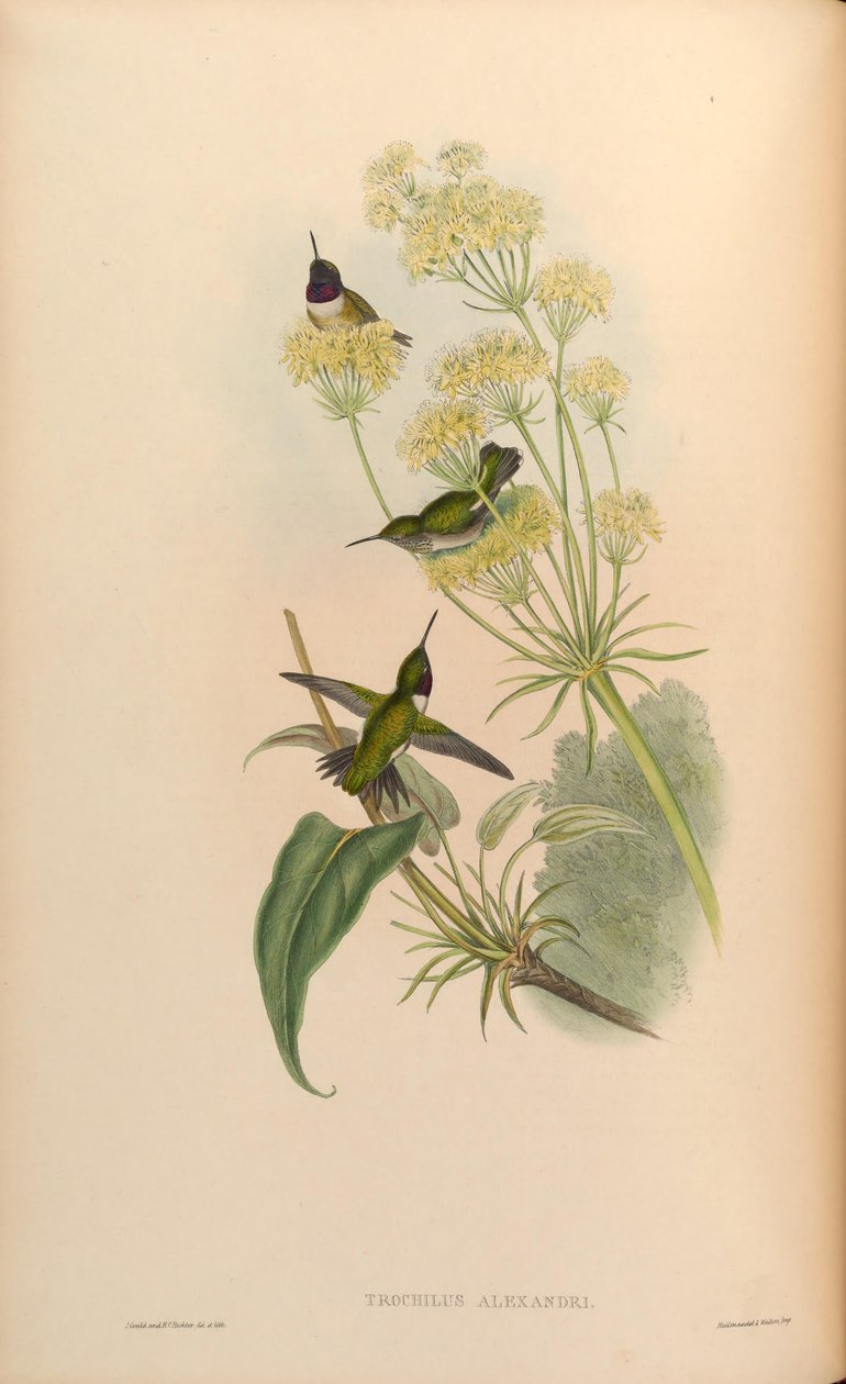 Trochilus alexandri = Archilochus af Alexander af John Gould