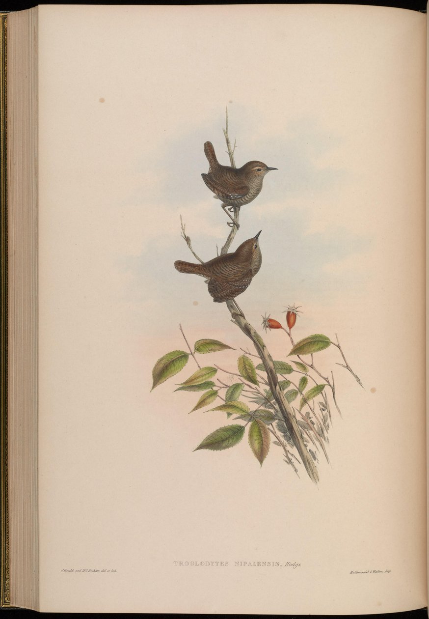 Troglodytes nipalensis = Troglodytes troglodytes nipalensis af John Gould