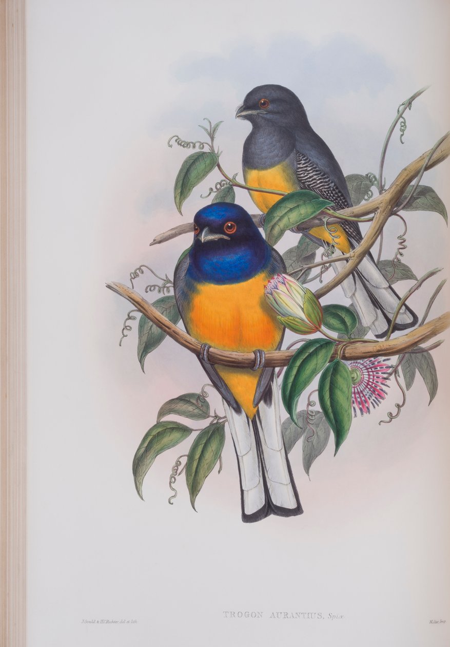Trogon Aurantius, tallerken fra The Birds of Great Britain af John Gould, udgivet 1862-73 (håndfarvet litho) af John Gould