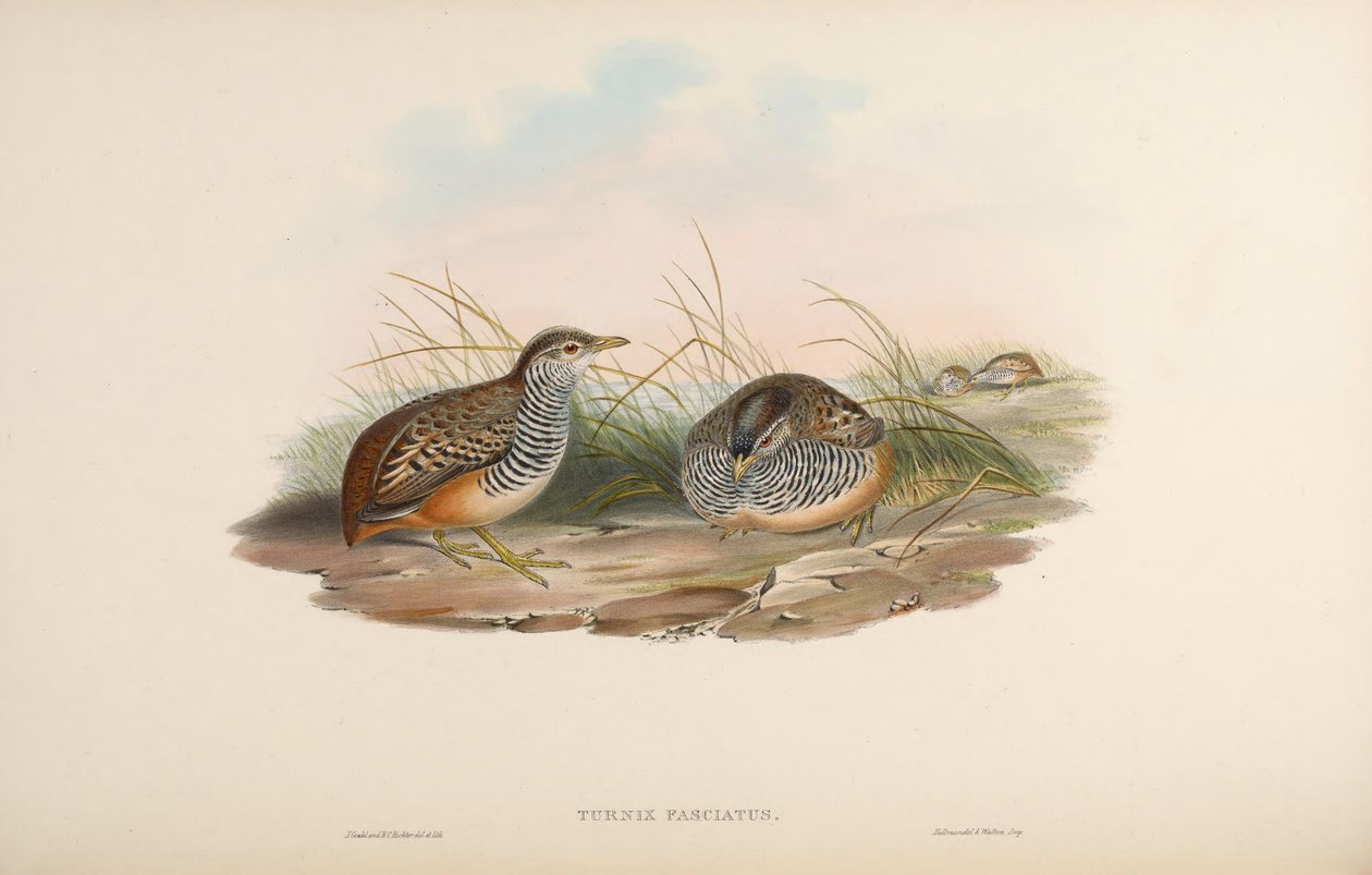 Turnix fasciata = Turnix suscitator fasciata af John Gould