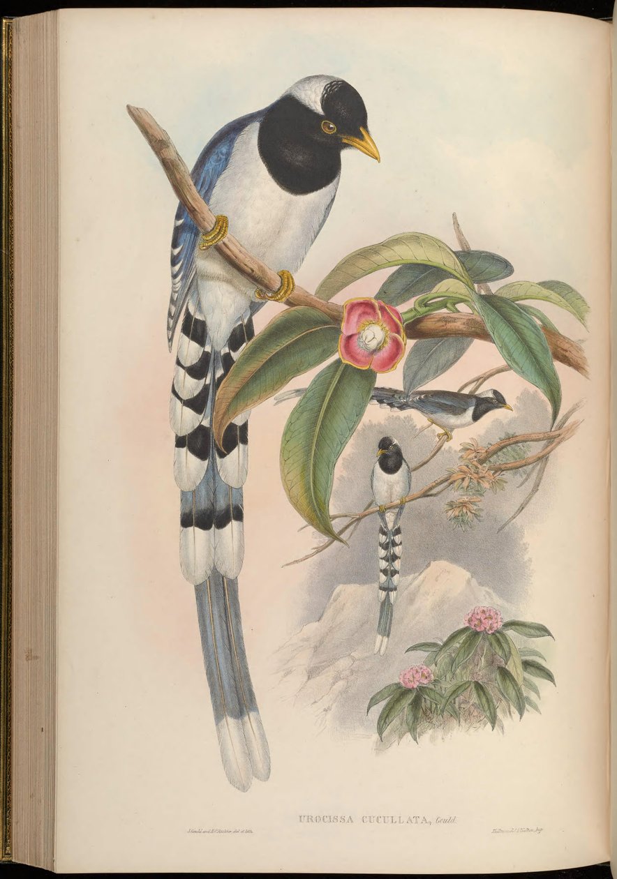 Urocissa cucullata = Urocissa flavirostris cucullata af John Gould