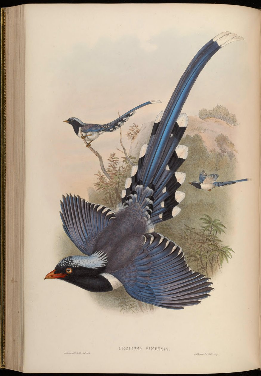 Urocissa sinensis = Urocissa erythrorhyncha af John Gould