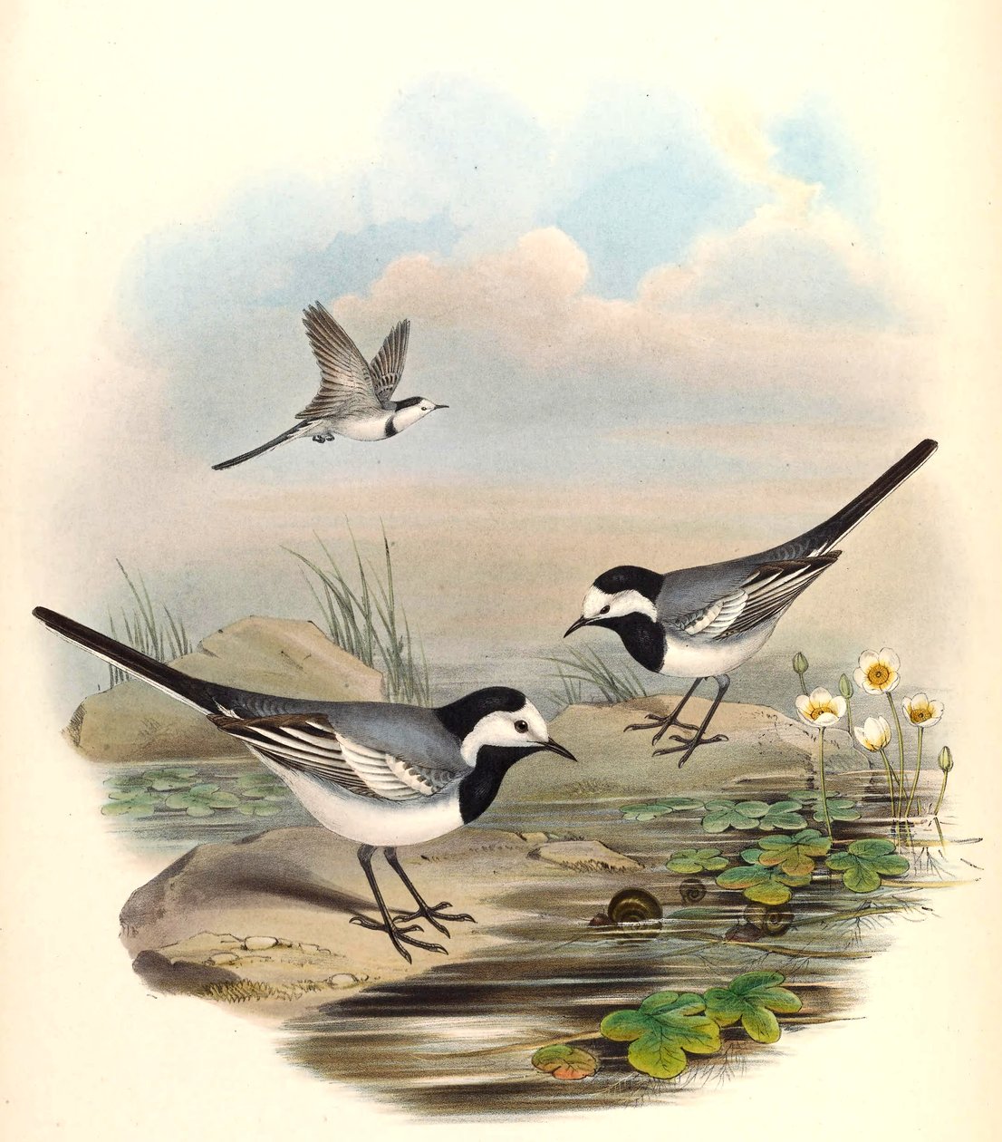 Hvid Viphale (Pied Wagtail) Motacilla alba Linnaeus af John Gould