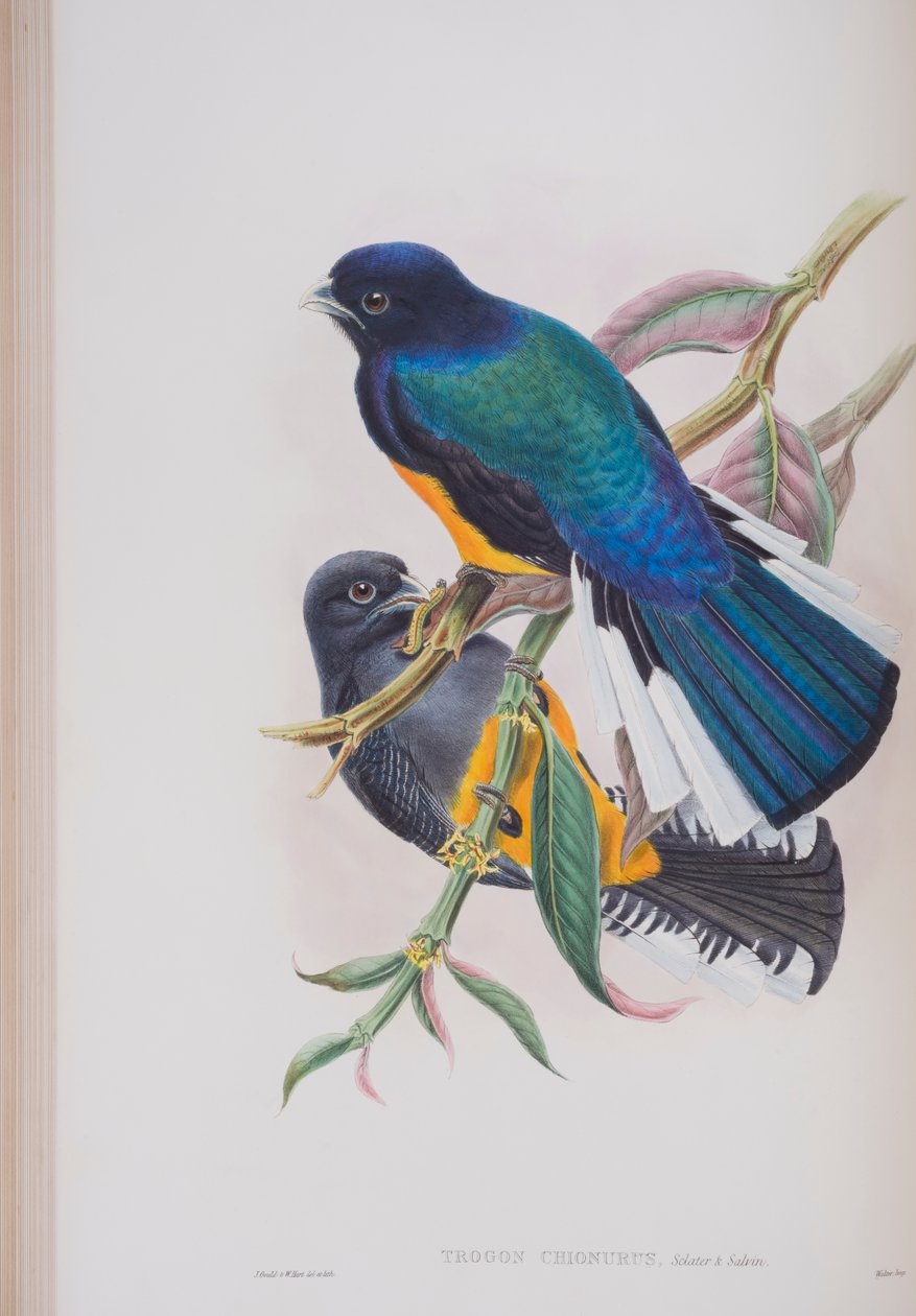 White-tailed Trogon, tallerken fra The Birds of Great Britain af John Gould, udgivet 1862-73 (håndfarvet litho) af John Gould