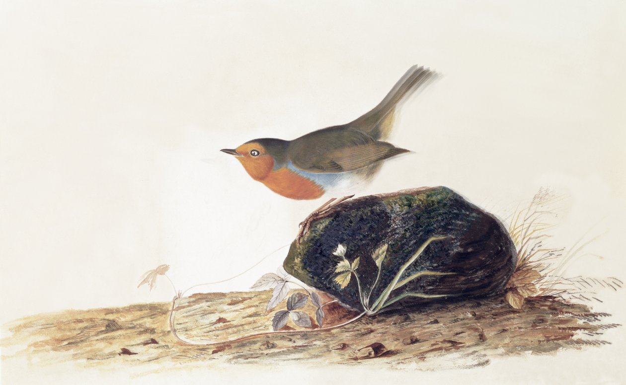 En Robin sad på en Mosset Sten af John James Audubon