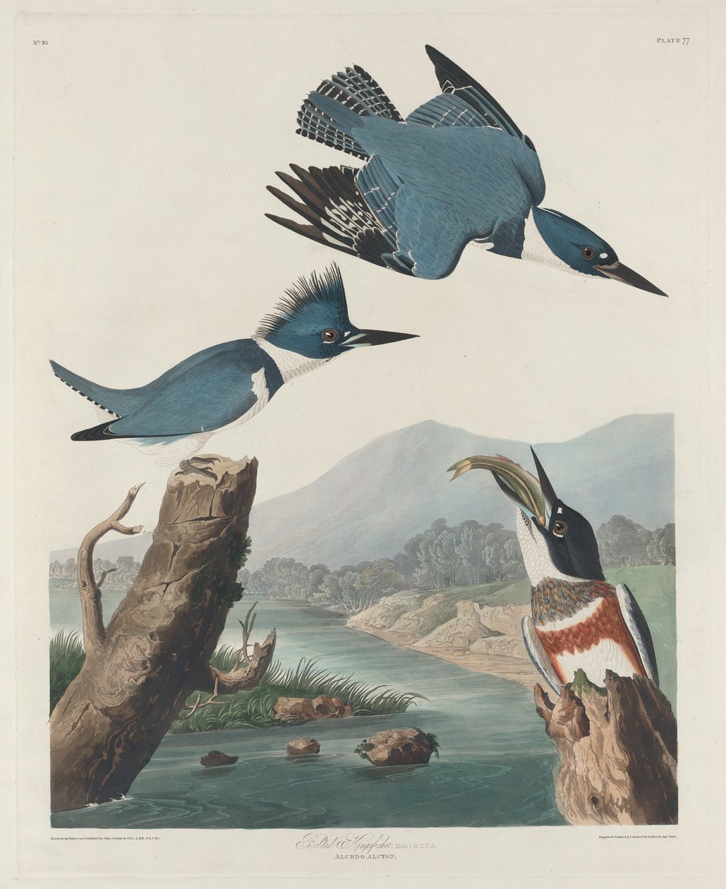 Isfugl med bælte, 1830 af John James Audubon