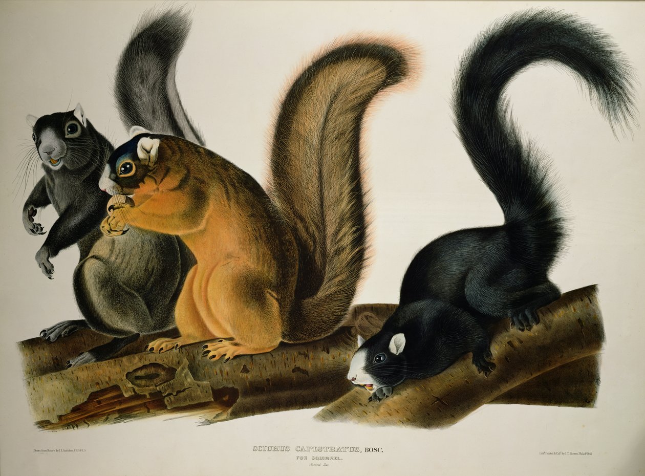 Fox Squirrel, fra 
