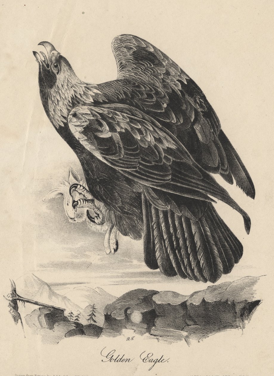 Kongeørn, litografi af J.T. Bowen, fra "Birds of America", 1840 af John James Audubon