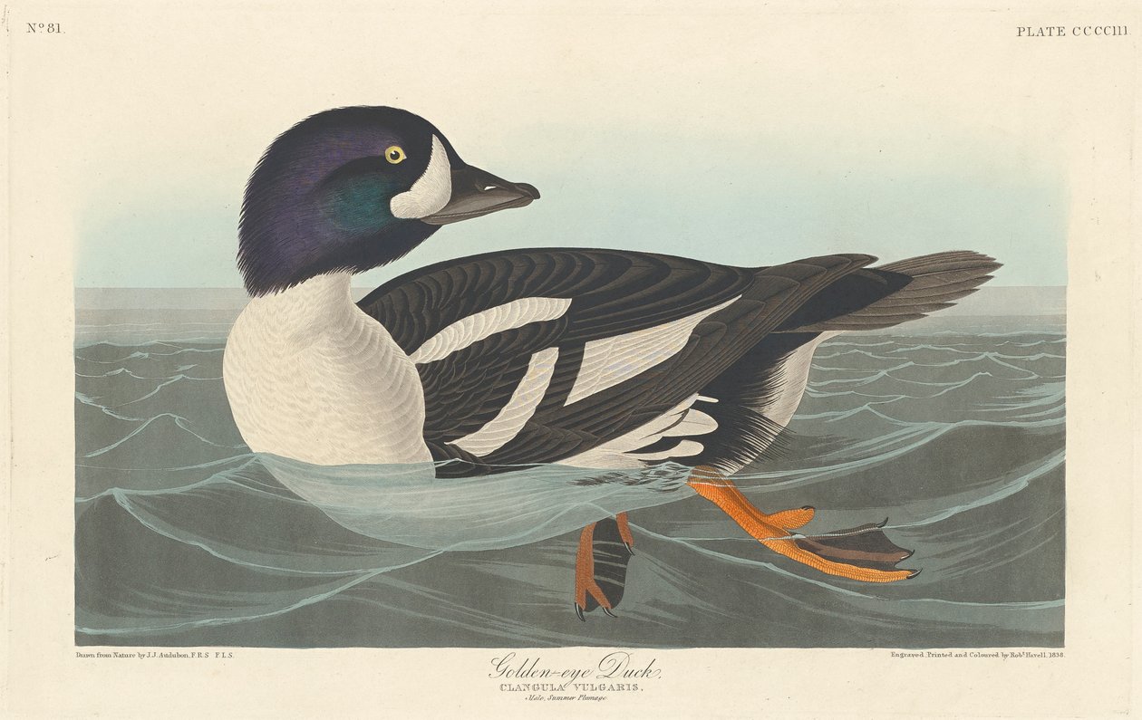 Guldøjeand, 1836 af John James Audubon