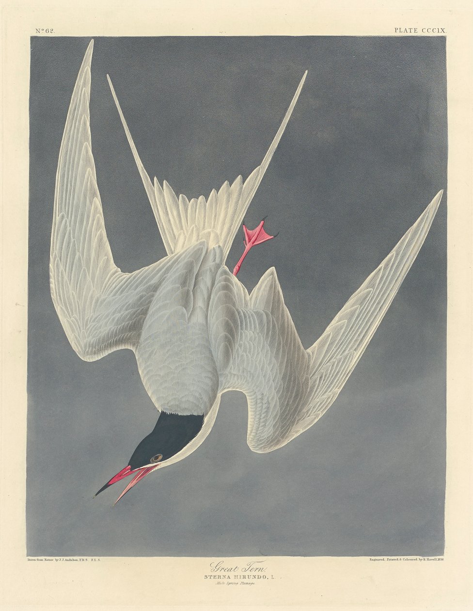 Store Tern, 1836 af John James Audubon