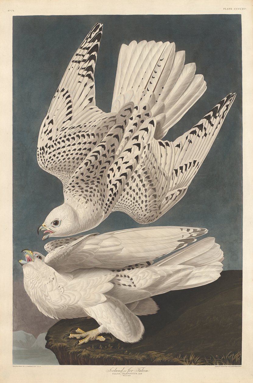 Island eller Jer Falcon, 1837 af John James Audubon