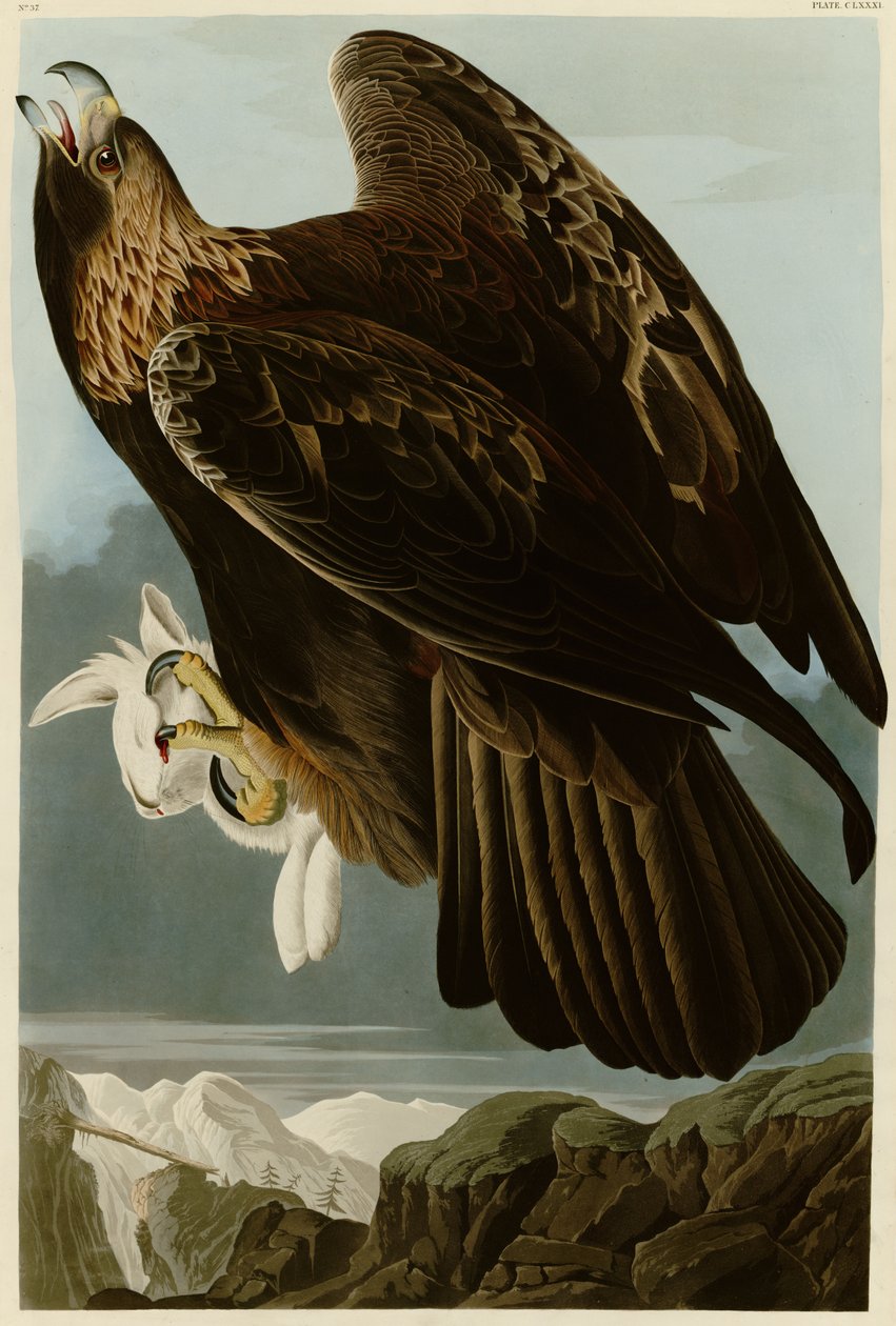 Plade 181 of Birds of America af John James Audubon, der skildrer Golden Eagle af John James Audubon