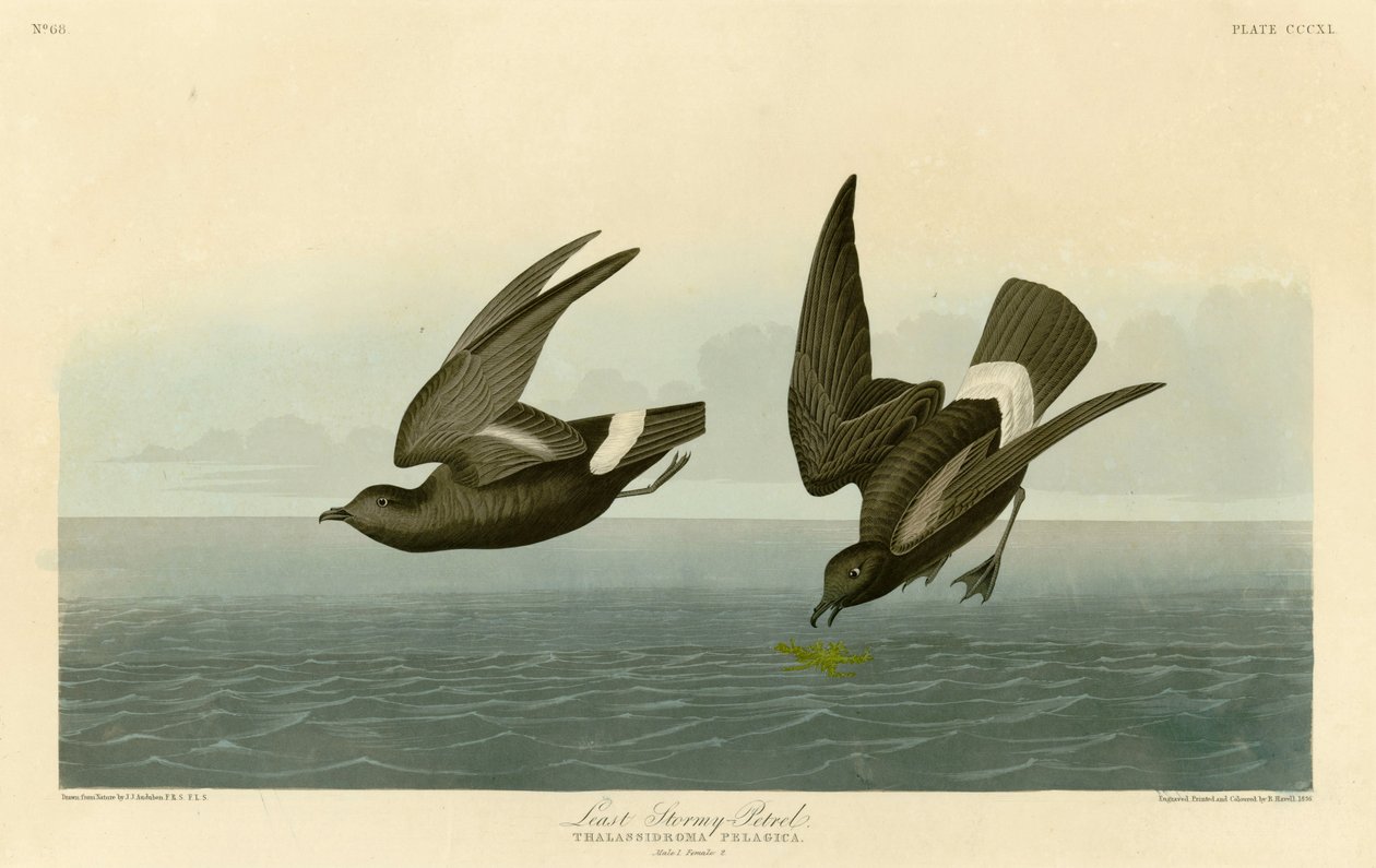 Plade 340 of Birds of America af John James Audubon, der skildrer mindst Stormy-Petrel af John James Audubon