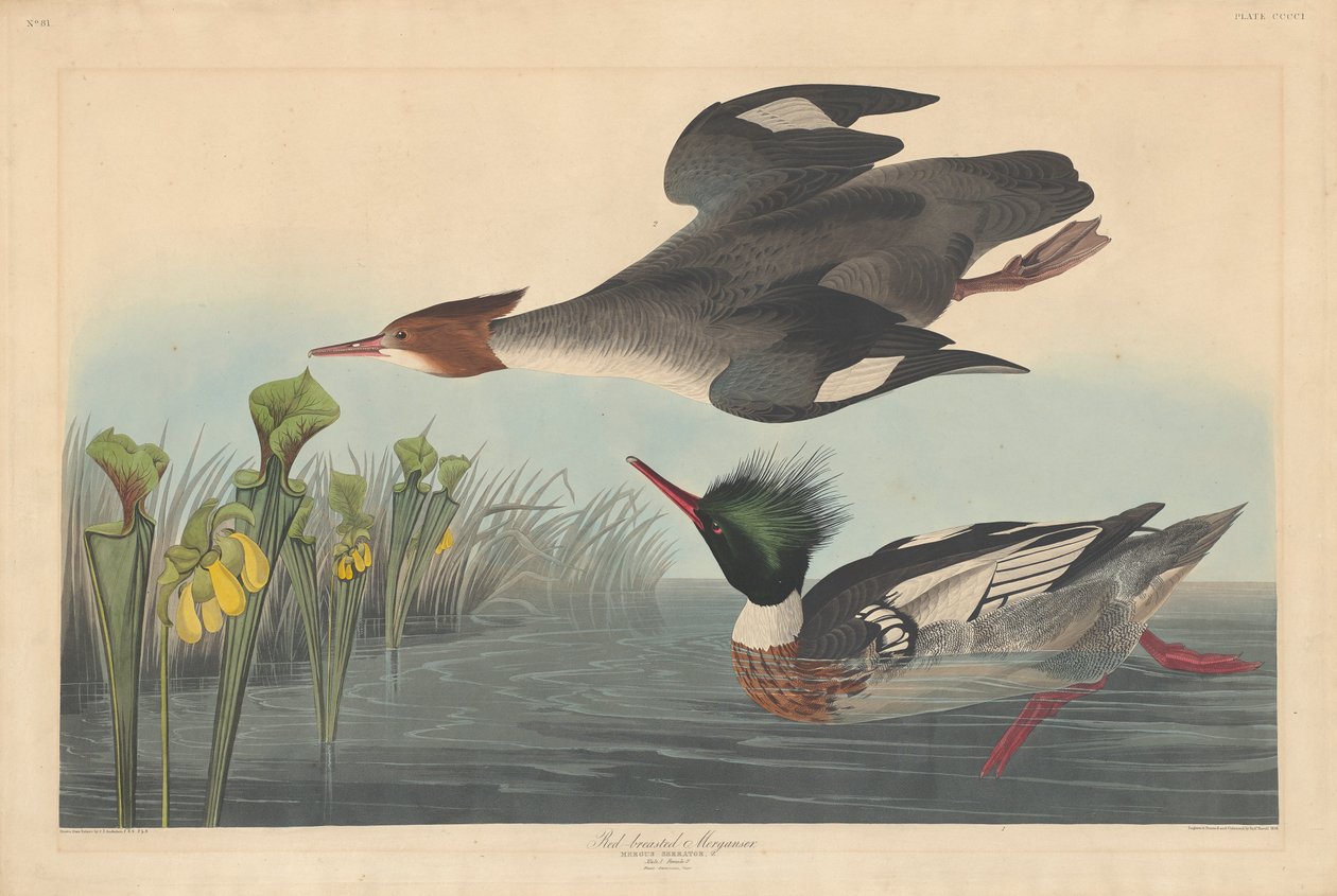 Rødbryst Merganser, 1838 af John James Audubon