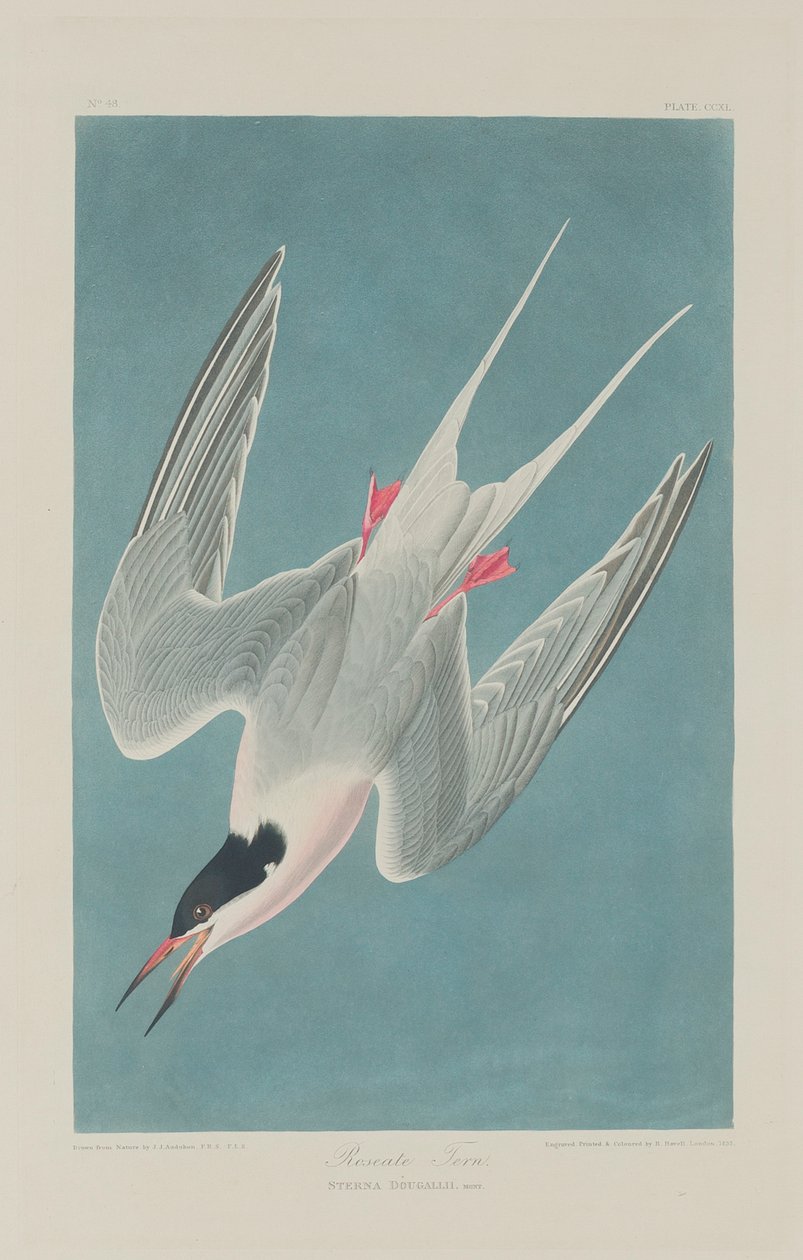 Roseatern, 1835 af John James Audubon