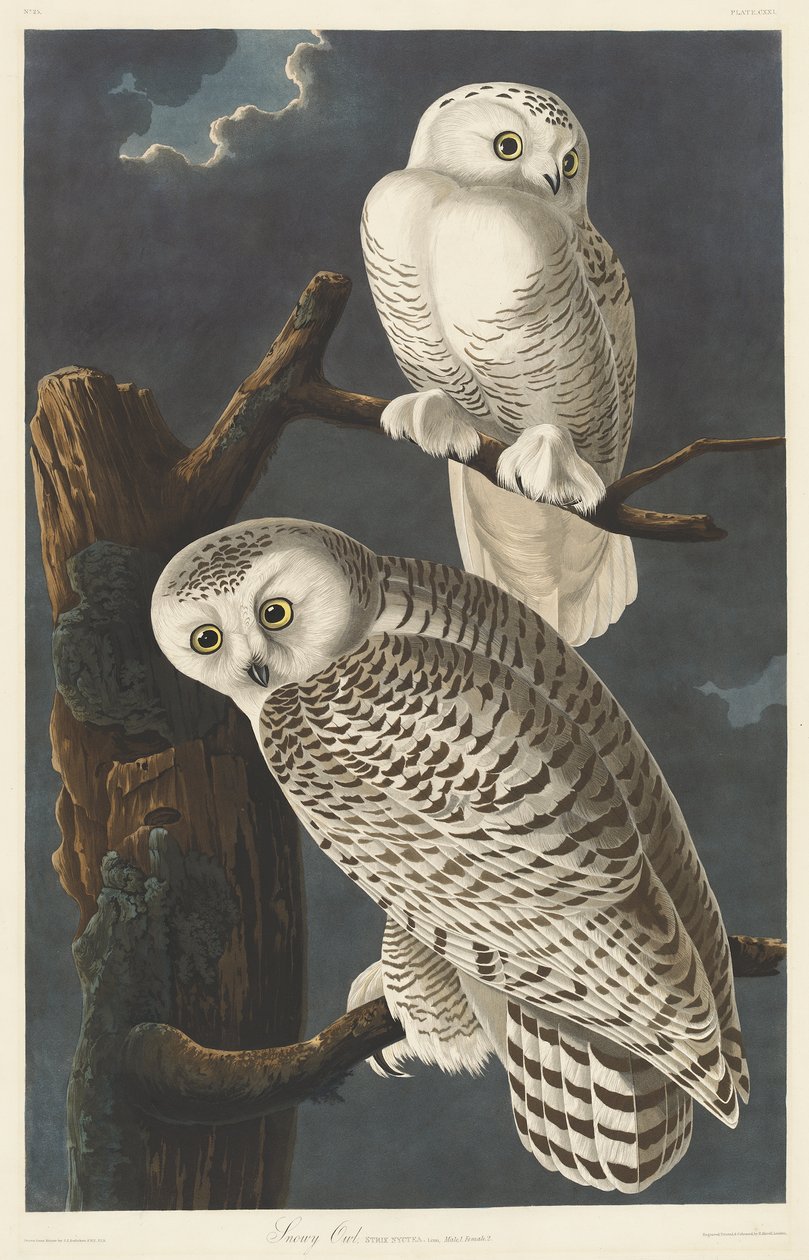 Sneugle, 1831 af John James Audubon