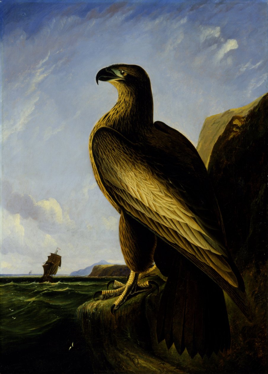 Washington Havørn af John James Audubon