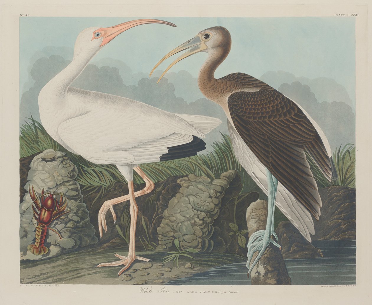 White Ibis, 1834 af John James Audubon