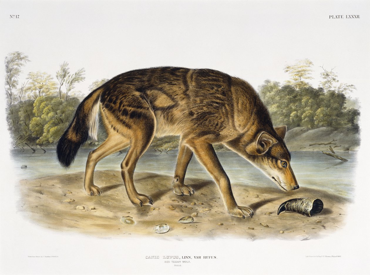 Red Texan Wolf, 1845 (håndkoloreret litografi) af John James after Audubon